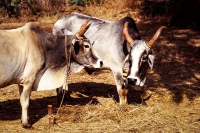 cow